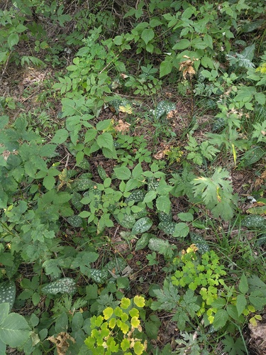 Pulmonaria affinis, photograph 2