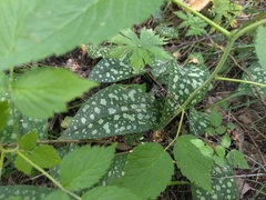 Pulmonaria affinis