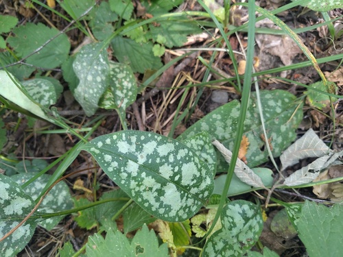 Pulmonaria affinis, photograph 1