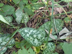 Pulmonaria affinis, photograph (c) Yves Bas, some rights reserved (CC BY)