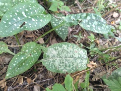 Pulmonaria affinis, photograph (c) Yves Bas, some rights reserved (CC BY)