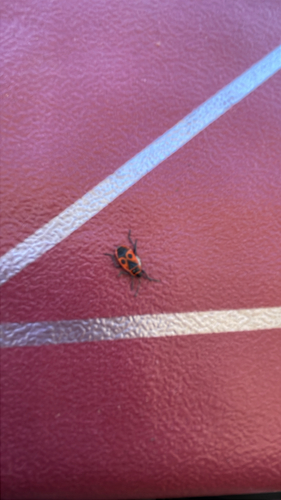 European Firebug
