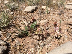 Cymopterus glomeratus