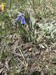 Mertensia oblongifolia