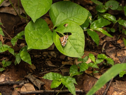 Hawaiian Beet Webworm Moth