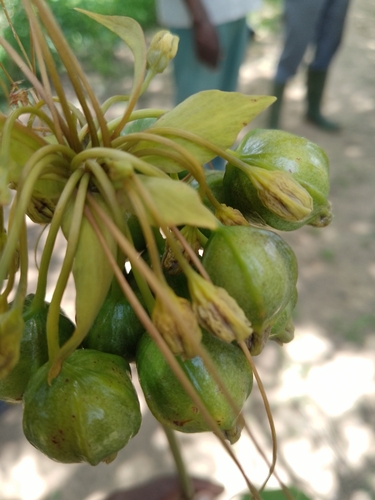 Polynesian Arrowroot