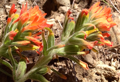 Castilleja affinis