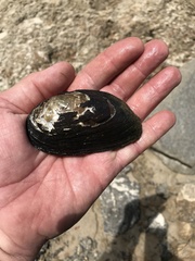 Uniomerus tetralasmus