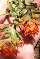 Castilleja affinis
