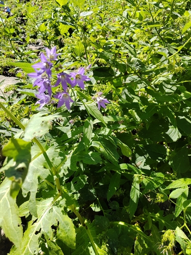 Campanula lactiflora, photograph 1