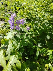 Campanula lactiflora, photograph (c) Виктория Билоус, some rights reserved (CC BY)