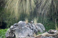 Cinclodes