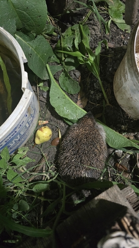 Northern White-breasted Hedgehog