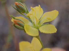 Hesperolinon breweri