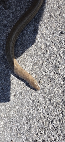Common Slowworm