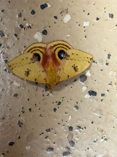 Io Moth