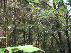 Ilex discolor tolucana