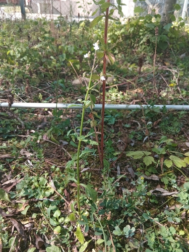 Common vervain