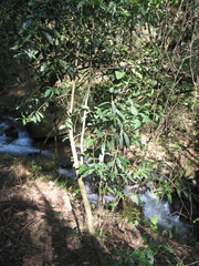 Ilex discolor tolucana