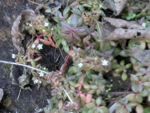 Crassula expansa