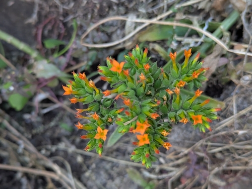 Kalanchoe lanceolata