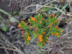Kalanchoe lanceolata