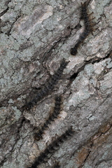 Entomophaga maimaiga