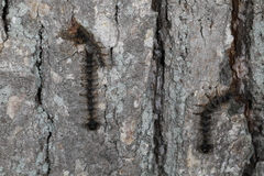 Entomophaga maimaiga