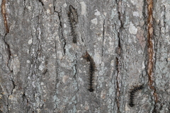 Entomophaga maimaiga