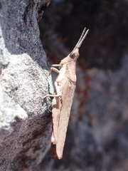 Pyrgomorpha conica