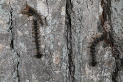 Entomophaga maimaiga