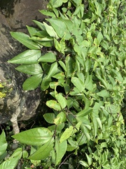 Crateva adansonii formosensis