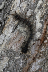 Entomophaga maimaiga