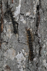 Entomophaga maimaiga
