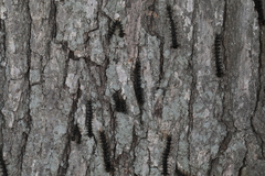 Entomophaga maimaiga