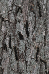 Entomophaga maimaiga