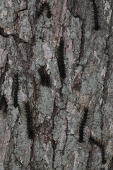 Entomophaga maimaiga