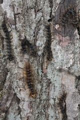 Entomophaga maimaiga