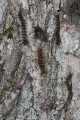 Entomophaga maimaiga