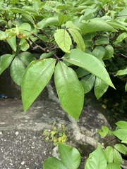 Crateva adansonii formosensis