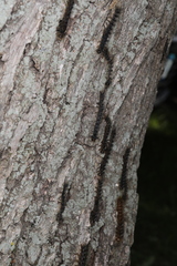 Entomophaga maimaiga