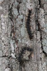 Entomophaga maimaiga