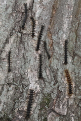 Entomophaga maimaiga