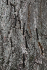 Entomophaga maimaiga