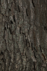 Entomophaga maimaiga