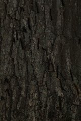 Entomophaga maimaiga