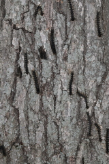 Entomophaga maimaiga
