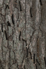 Entomophaga maimaiga