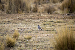 Muscisaxicola cinereus
