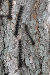 Entomophaga maimaiga